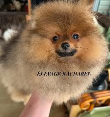 POMERANIEN LOU-LOU MÂLE PAPA IMPORTÉ DE CORÉE LIGNÉES CH. - Photo 7