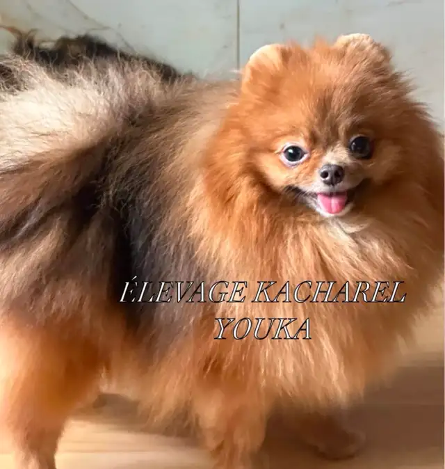 POMERANIEN LOU-LOU MÂLE PAPA IMPORTÉ DE CORÉE LIGNÉES CH. - Photo 8