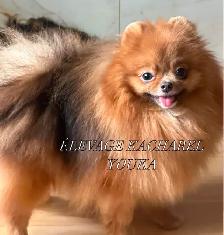 POMERANIEN LOU-LOU MÂLE PAPA IMPORTÉ DE CORÉE LIGNÉES CH. - Photo 8