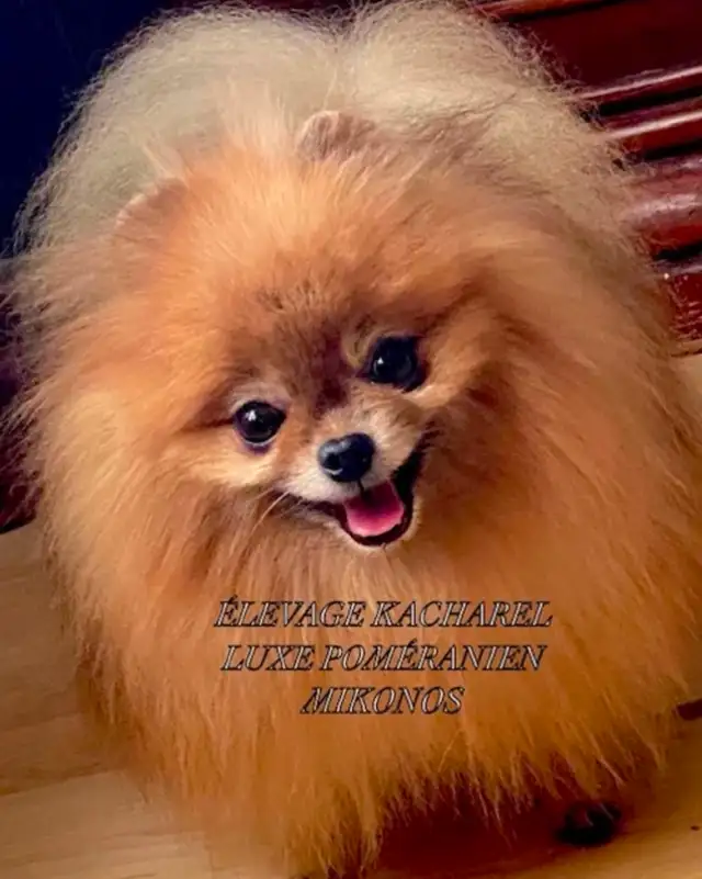 POMERANIEN LOU-LOU MÂLE PAPA IMPORTÉ DE CORÉE LIGNÉES CH. - Photo 9