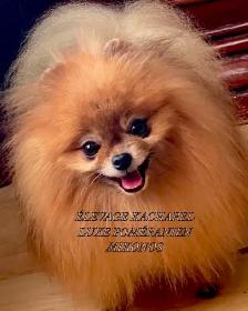 POMERANIEN LOU-LOU MÂLE PAPA IMPORTÉ DE CORÉE LIGNÉES CH. - Photo 9