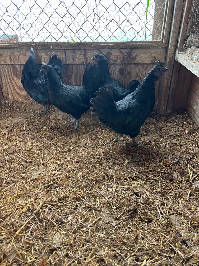 Ayam Cemani quad for sale