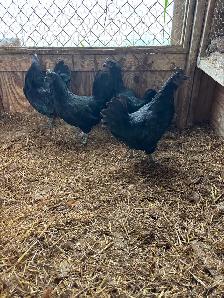 Ayam Cemani quad for sale