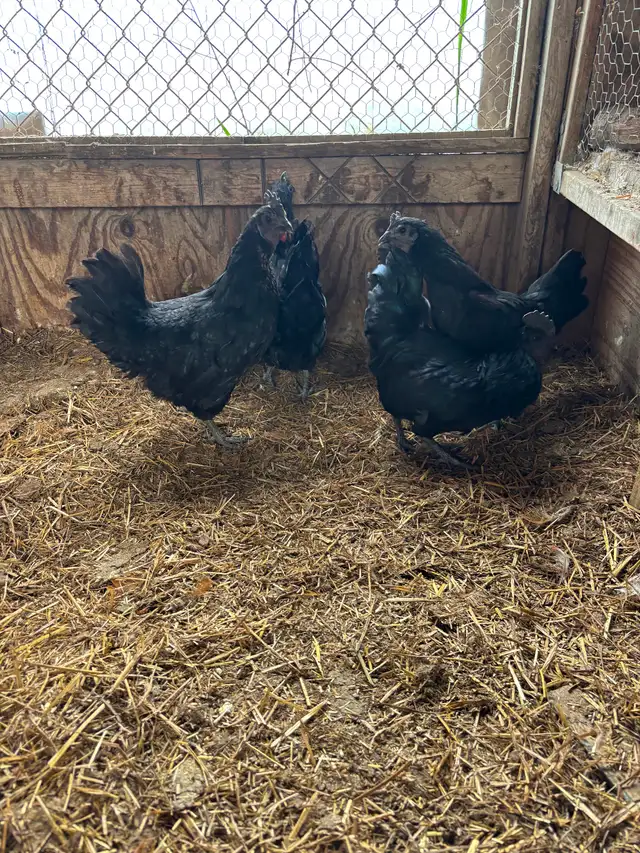 Ayam Cemani quad for sale - Photo 2