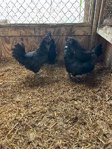 Ayam Cemani quad for sale - Photo 2