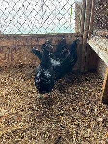 Ayam Cemani quad for sale - Photo 3