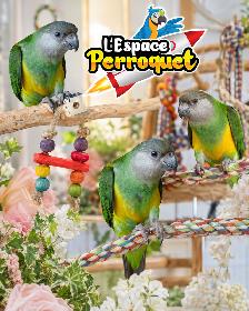 ❤️❤️ Bébé Youyou du Sénégal disponible @L'Espace Perroquet ❤️❤️ - Photo 4
