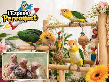 ❤️ Bébé Caique à ventre blanc disponible @L'Espace Perroquet ❤️ - Photo 3