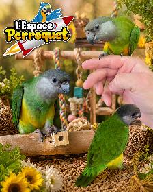 ❤️ Bébé Caique à ventre blanc disponible @L'Espace Perroquet ❤️ - Photo 5