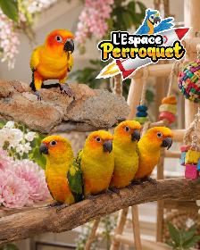 ❤️❤️ Bébé Conure Soleil disponible @L'Espace Perroquet ❤️❤️ - Photo 3