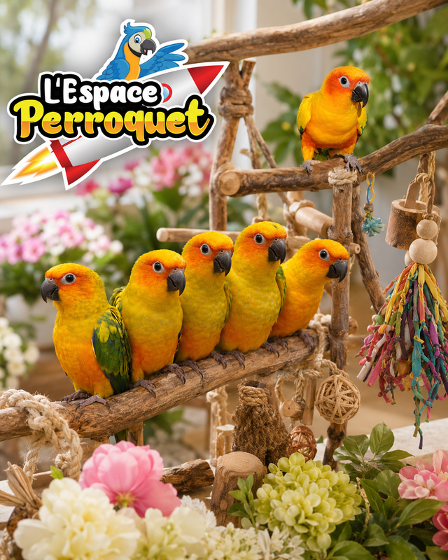 ❤️❤️ Bébé Conure Soleil disponible @L'Espace Perroquet ❤️❤️ - Photo 4