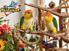 ❤️❤️ Bébé Conure Soleil disponible @L'Espace Perroquet ❤️❤️ - Photo 5