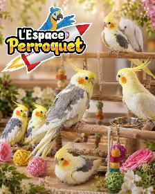 ❤️❤️ Bébé Conure Soleil disponible @L'Espace Perroquet ❤️❤️ - Photo 7