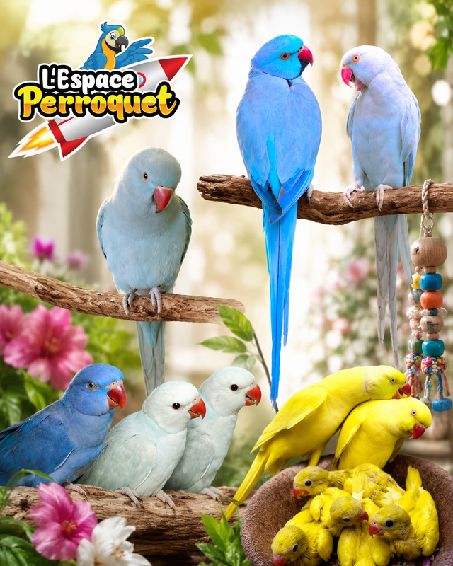 ❤️❤️ Bébé Conure Soleil disponible @L'Espace Perroquet ❤️❤️ - Photo 10