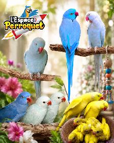 ❤️❤️ Bébé Conure Soleil disponible @L'Espace Perroquet ❤️❤️ - Photo 10