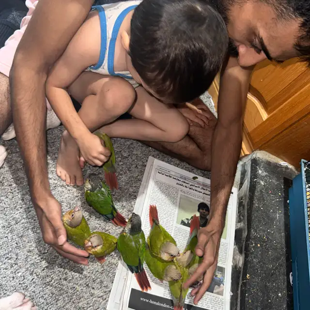 ❤️ Baby Conures / Cockatiels for sale hand fed babies