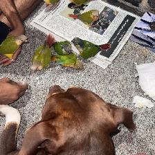 ❤️ Baby Conures / Cockatiels for sale hand fed babies - Photo 2