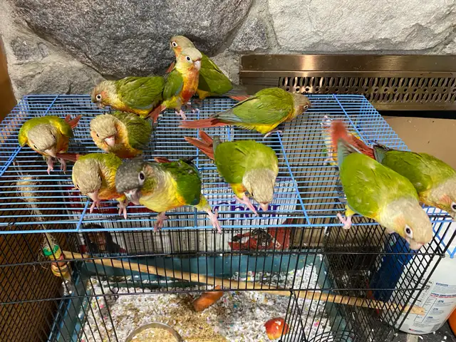 ❤️ Baby Conures / Cockatiels for sale hand fed babies - Photo 3