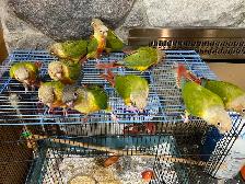 ❤️ Baby Conures / Cockatiels for sale hand fed babies - Photo 3