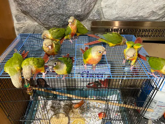 ❤️ Baby Conures / Cockatiels for sale hand fed babies - Photo 4