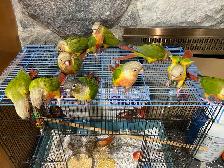 ❤️ Baby Conures / Cockatiels for sale hand fed babies - Photo 4