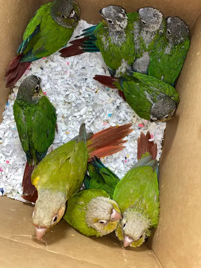 ❤️ Baby Conures / Cockatiels for sale hand fed babies - Photo 5