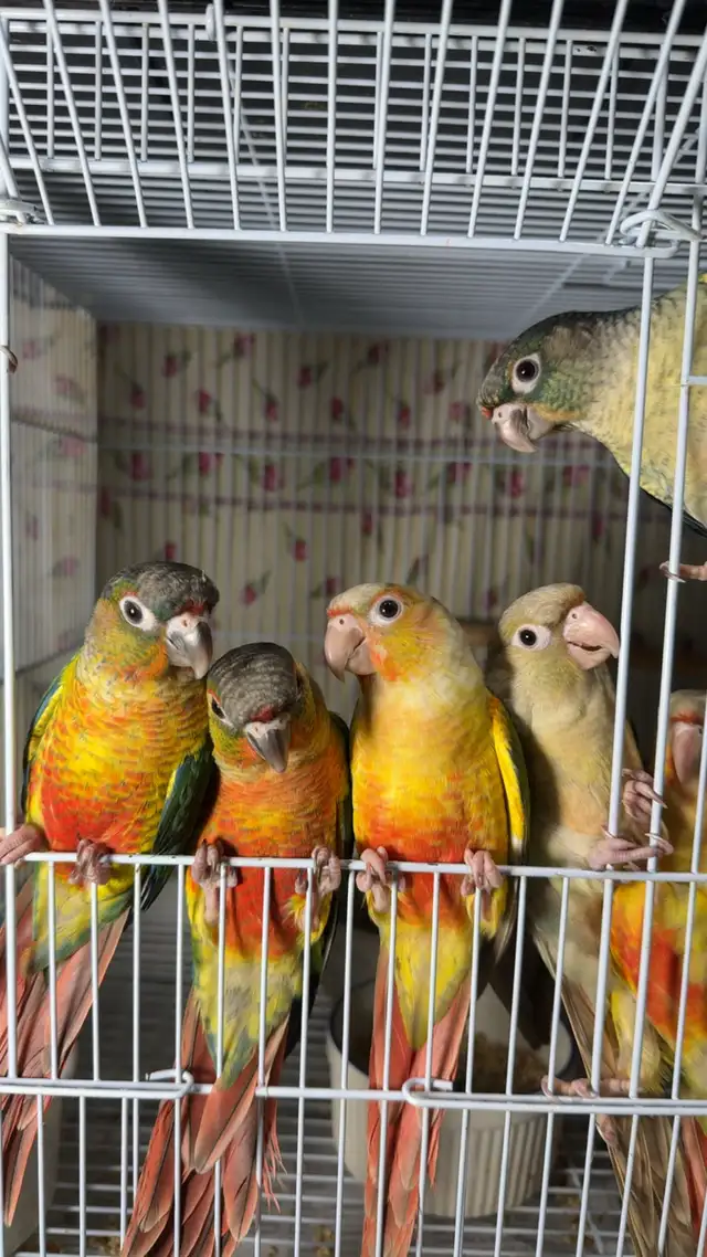 ❤️ Baby Conures / Cockatiels for sale hand fed babies - Photo 6