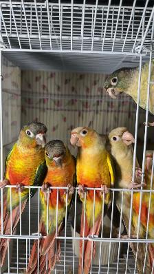 ❤️ Baby Conures / Cockatiels for sale hand fed babies - Photo 6