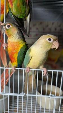 ❤️ Baby Conures / Cockatiels for sale hand fed babies - Photo 7