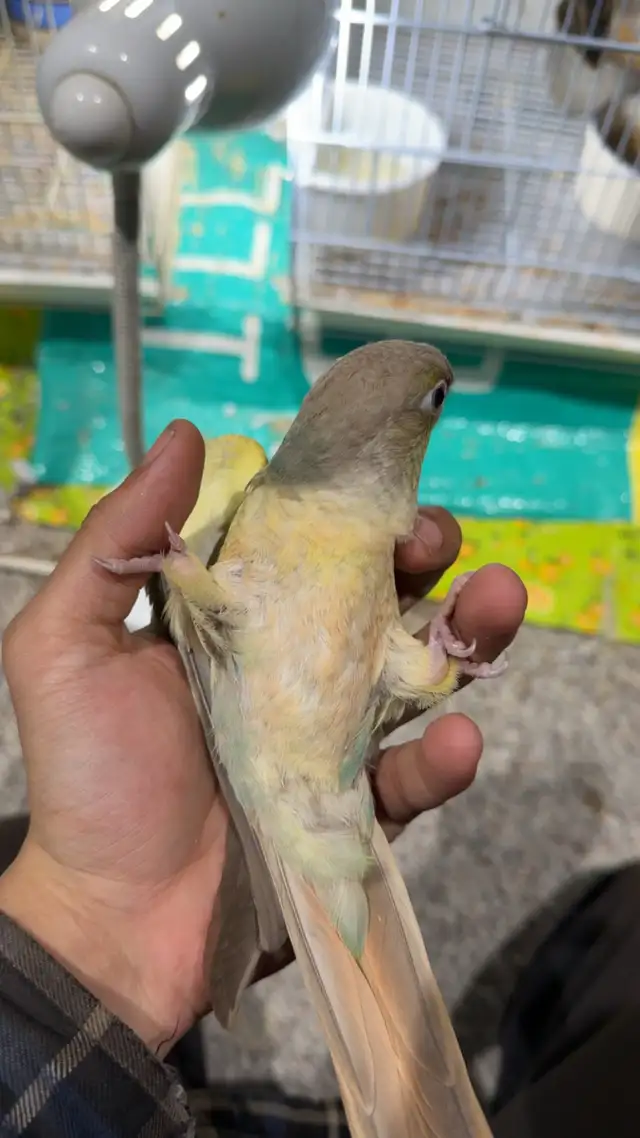 ❤️ Baby Conures / Cockatiels for sale hand fed babies - Photo 8