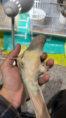 ❤️ Baby Conures / Cockatiels for sale hand fed babies - Photo 8