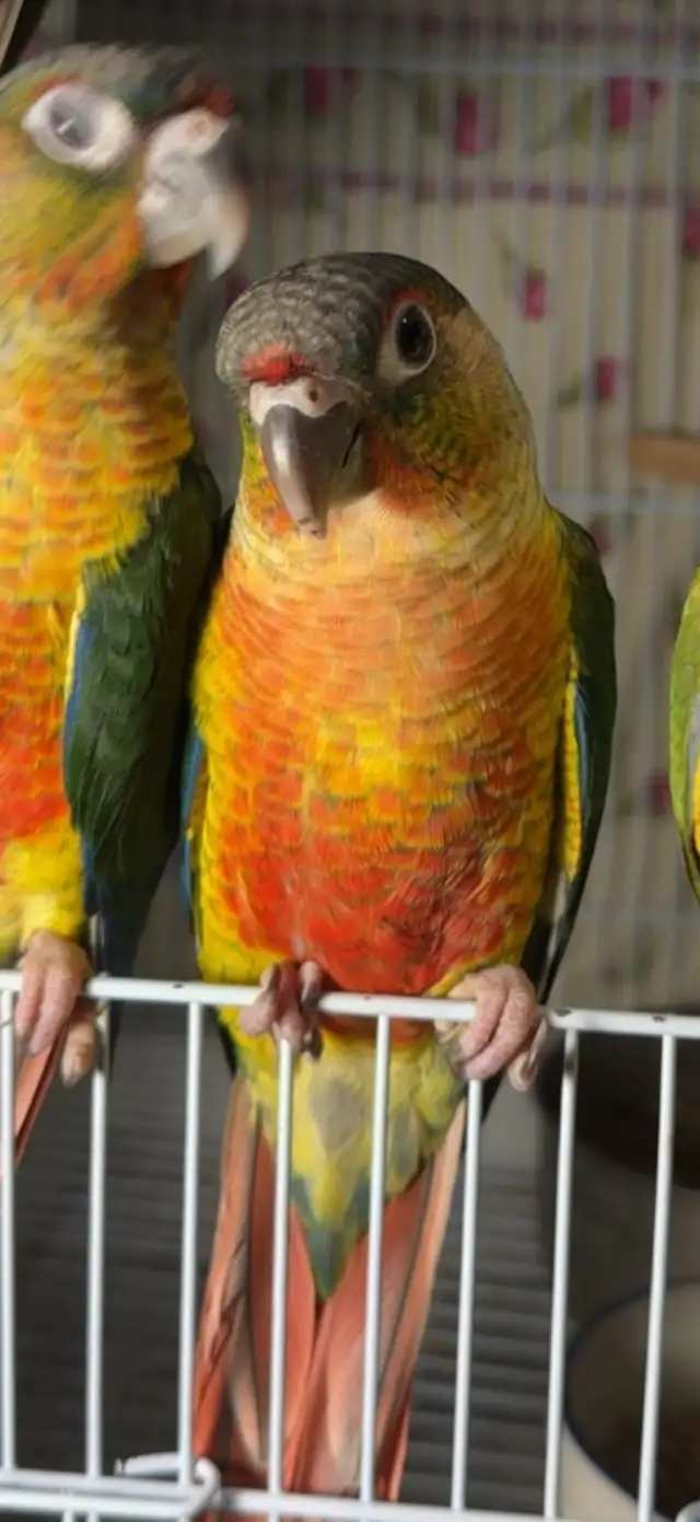❤️ Baby Conures / Cockatiels for sale hand fed babies - Photo 9