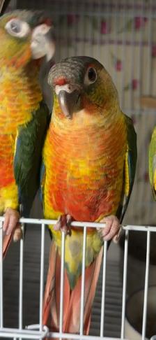 ❤️ Baby Conures / Cockatiels for sale hand fed babies - Photo 9