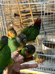 ❤️ Baby Conures / Cockatiels for sale hand fed babies - Photo 10