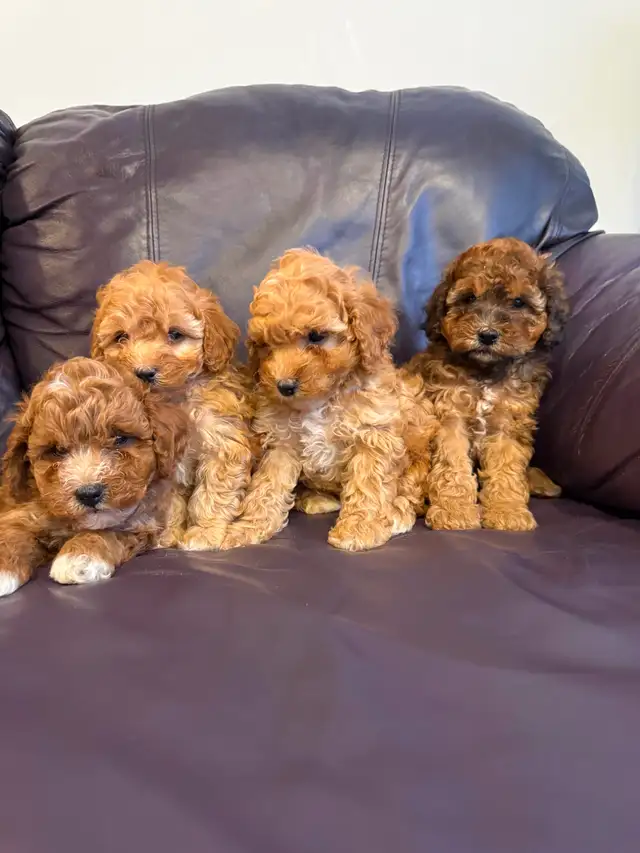 Poodle puppies!