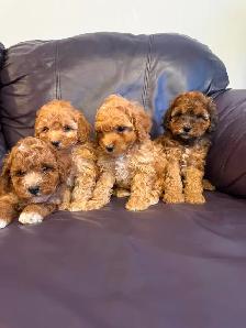 Poodle puppies!