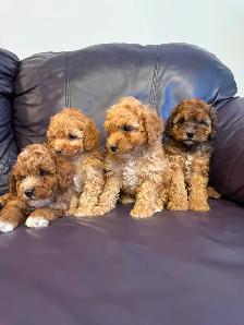 Poodle puppies! - Photo 2