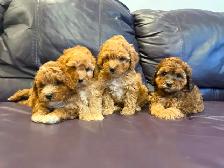 Poodle puppies! - Photo 3