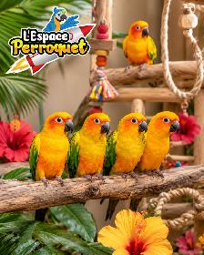 ❤️❤️ Bébé Conure Violette disponible @L'Espace Perroquet ❤️❤️ - Photo 4