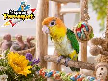 ❤️❤️ Bébé Conure Violette disponible @L'Espace Perroquet ❤️❤️ - Photo 5