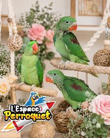 ❤️❤️ Bébé Conure Violette disponible @L'Espace Perroquet ❤️❤️ - Photo 8