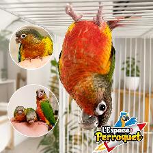 ⭐⭐ Bébé Conure Yellowside facteur rouge ⭐⭐