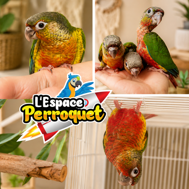 ⭐⭐ Bébé Conure Yellowside facteur rouge ⭐⭐ - Photo 2