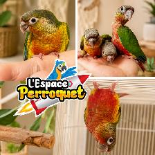 ⭐⭐ Bébé Conure Yellowside facteur rouge ⭐⭐ - Photo 2