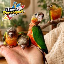 ⭐⭐ Bébé Conure Yellowside facteur rouge ⭐⭐ - Photo 3