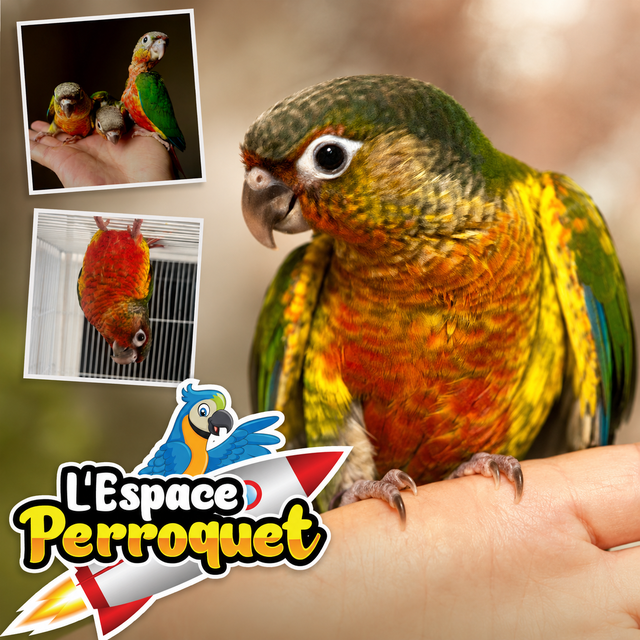 ⭐⭐ Bébé Conure Yellowside facteur rouge ⭐⭐ - Photo 4