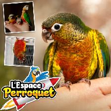 ⭐⭐ Bébé Conure Yellowside facteur rouge ⭐⭐ - Photo 4