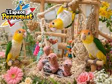 ⭐⭐ Bébé Conure Yellowside facteur rouge ⭐⭐ - Photo 5