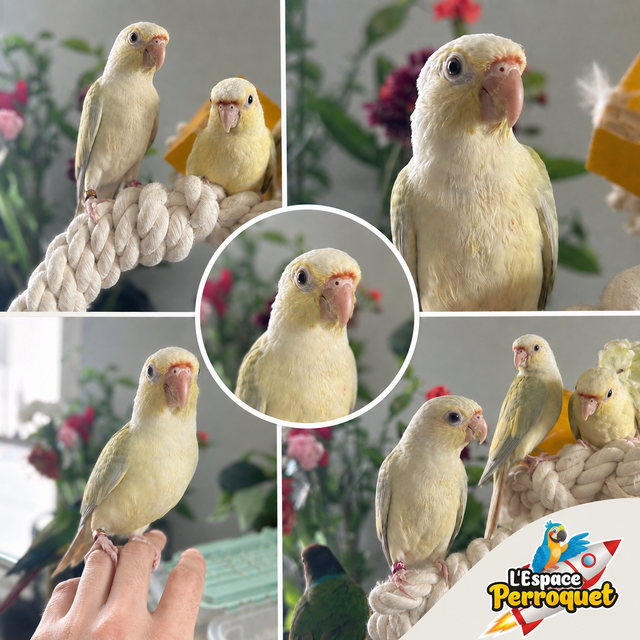 ⭐⭐ Bébé Conure Yellowside facteur rouge ⭐⭐ - Photo 6