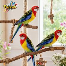 ⭐⭐ Bébé Conure Yellowside facteur rouge ⭐⭐ - Photo 9